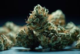Discovering the Best Weed Seeds BC A Comprehensive Guide Discovering the Best Weed Seeds BC A Comprehensive Guide