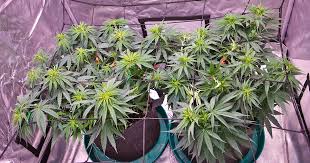 Discovering the Best Weed Seeds BC A Comprehensive Guide Discovering the Best Weed Seeds BC A Comprehensive Guide