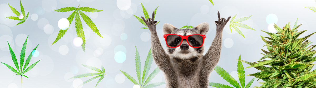 Discovering the Best Weed Seeds BC A Comprehensive Guide Discovering the Best Weed Seeds BC A Comprehensive Guide